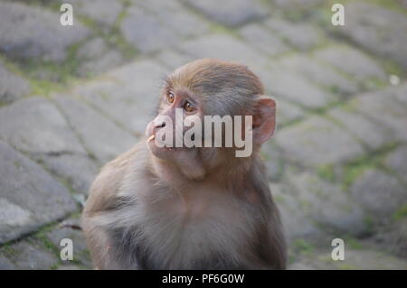 Animali, insetti, pesci e uccelli, Nepal Foto Stock