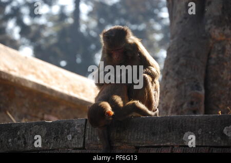 Animali, insetti, pesci e uccelli, Nepal Foto Stock