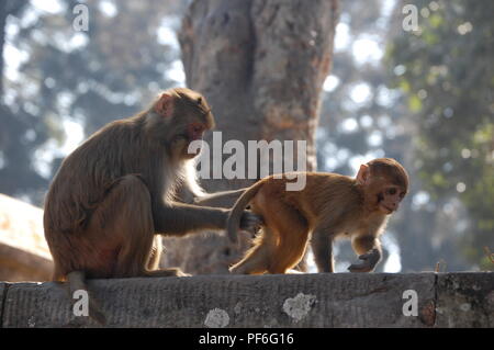 Animali, insetti, pesci e uccelli, Nepal Foto Stock