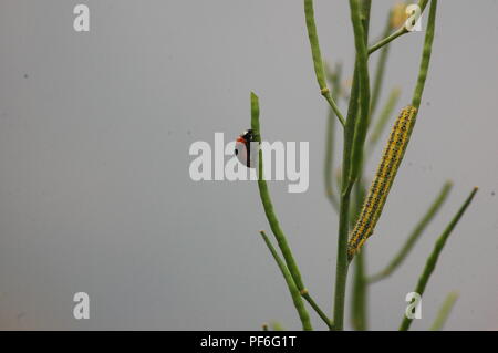 Animali, insetti, pesci e uccelli, Nepal Foto Stock