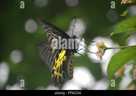 Animali, insetti, pesci e uccelli, Nepal Foto Stock