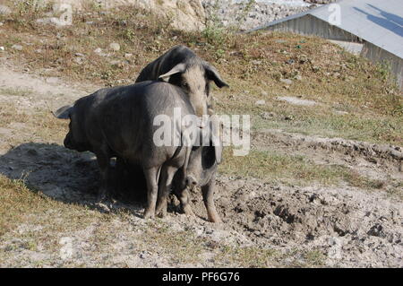 Animali, insetti, pesci e uccelli, Nepal Foto Stock