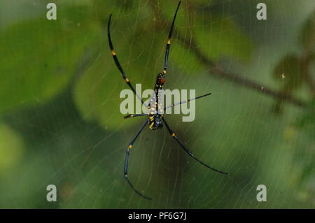 Animali, insetti, pesci e uccelli, Nepal Foto Stock