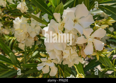 Nerium oleander, Bianco Oleandro fiore, Andalusia Spagna Foto Stock