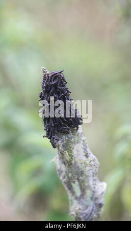 Farfalla pavone (Inachis io) bruchi negli spazi web su ortica Foto Stock