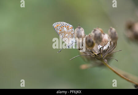 Comune di blue butterfly (Polyommatus icarus), la parte inferiore di appoggio adulto. Foto Stock