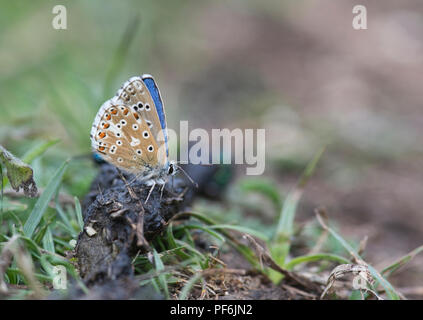 Adonis blue butterfly (Lysandra bellargus) la parte inferiore del maschio adulto di estrazione di minerali da fox pooh. Foto Stock