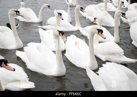 Una miriade di cigni raccogliendo in un lago in attesa di cibo Foto Stock