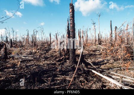 Con milioni di alberi distrutti dall'uragano Joan sulla costa atlantica del Nicaragua, incendi spontanei si sono diffusi attraverso la foresta e la hanno distrutta. Foto Stock