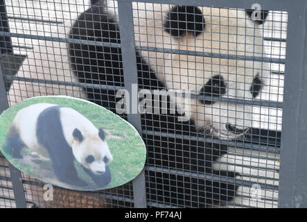 Changchun, la Cina della provincia di Jilin. 20 agosto 2018. Panda gigante Jiajia attende per il trasporto in Changchun, capitale del nord-est della Cina di provincia di Jilin, 20 Agosto, 2018. Panda Giganti Jiajia e Mengmeng lunedì ha iniziato il viaggio di ritorno alla base di Dujiangyan di Cina conservazione e centro di ricerca per la Panda gigante nel Sichuan per il 2019 Programma di allevamento. Tre anni fa sono stati spostati dal Sichuan e dato nuove case in Jilin Wild Life Salvataggio e centro di allevamento, diventando il primo panda gigante di vivere in uno stato di alta altitudine habitat. Credito: Xu Chang/Xinhua/Alamy Live News Foto Stock