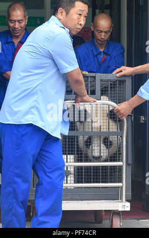 Changchun, la Cina della provincia di Jilin. 20 agosto 2018. I membri del personale hanno un panda gigante per il trasporto in Changchun, capitale del nord-est della Cina di provincia di Jilin, 20 Agosto, 2018. Panda Giganti Jiajia e Mengmeng lunedì ha iniziato il viaggio di ritorno alla base di Dujiangyan di Cina conservazione e centro di ricerca per la Panda gigante nel Sichuan per il 2019 Programma di allevamento. Tre anni fa sono stati spostati dal Sichuan e dato nuove case in Jilin Wild Life Salvataggio e centro di allevamento, diventando il primo panda gigante di vivere in uno stato di alta altitudine habitat. Credito: Xu Chang/Xinhua/Alamy Live News Foto Stock