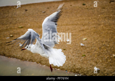 Londra, UK, 20 agosto 2018 Il Tamigi a Wandsworth su nuvoloso lunedì. Credito: JOHNNY ARMSTEAD/Alamy Live News Foto Stock