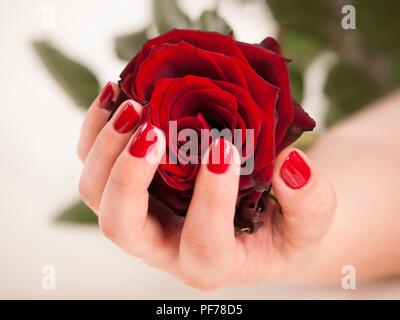 Womans mano con red manicure tenere rose fiore Foto Stock