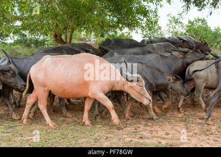Gruppo di bufalo asiatico campagna campo della Thailandia. albino buffalo in masse Foto Stock