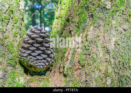 Unico cono di pino in stretta tra un albero sullo sfondo Foto Stock