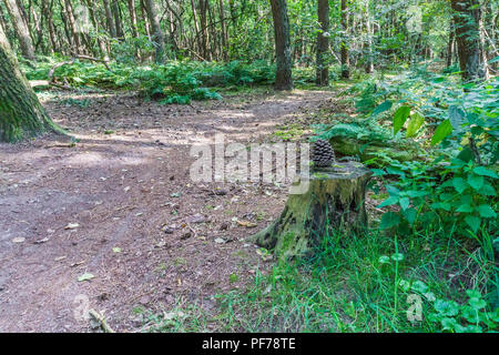 Cono di pino su un ceppo di albero nella foresta con il percorso Foto Stock