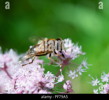 Bumblebee mimando hoverfly su wild angelica fiori Foto Stock