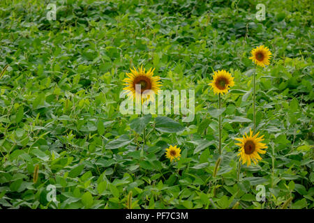 Un campo verde o di un agricoltore con giardino fioritura di girasoli. Il concetto di crescita di prodotti biologici Foto Stock