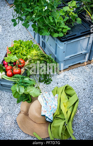 Cassa piena di appena raccolto verdure, cappello di paglia e guanti in un giardino. Homegrown bio produrre concetto. Azienda agricola sostenibile. Foto Stock