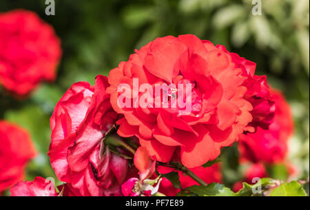 Red Rose (Rosa) Fioritura in estate nel Regno Unito. Foto Stock