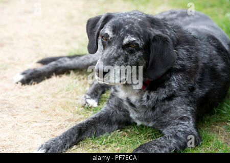 Uno spettatore la cane con la nazionale femminile Lawn Bowls campionati, Leamington Spa, Regno Unito Foto Stock