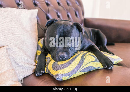 Sonno,bello,mobili,cuoio,Animali domestici,terrier,giovane,adorabili,animale,addormentato,Black,brindle nero,marrone,bull razza,calma,canine,angolo,lettino,arricciato,etiope Foto Stock