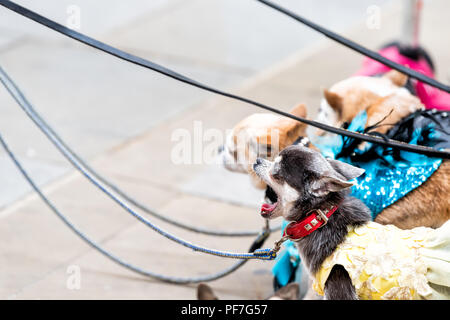 Primo piano di molti piccoli chihuahua cani al guinzaglio, funny sbadigliare a bocca aperta in attesa permanente da dog walker per London Street Foto Stock