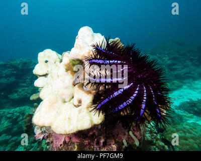 Corona di Thorn Seastar alimentarsi di una massiccia coral, lasciando il coral sbiancato. Foto Stock