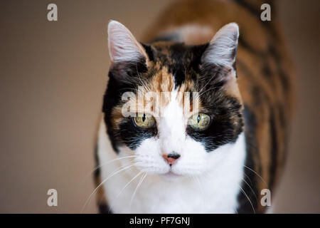 Senior Gatti calico closeup viso carino ritratto guardando dritto con espressione divertente, grandi occhi verdi, bokeh di fondo Foto Stock