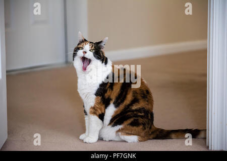 Funny cute faccia espressione femmina gatta calico seduto sul tappeto in camera home all'interno di casa, occhi verdi, funny sbadigliare a bocca aperta meme Foto Stock