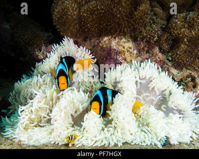 Clark pesce di anemone in un anemone sbiancato Foto Stock