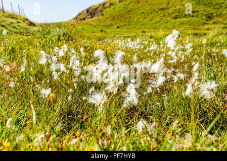 Cotone-erba (Eriophorum angustifolium) su Alta Rigg nel distretto del lago. È inoltre presente Bog Asphodel (Narthecium ossifragum). Foto Stock