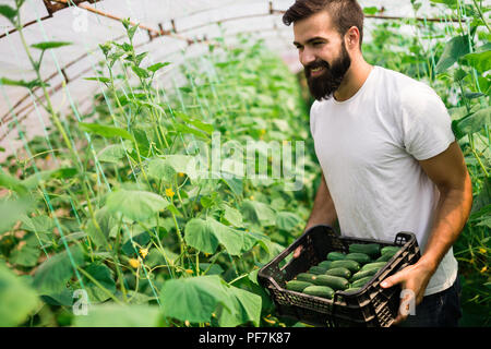 L'agricoltore maschio picking cetrioli freschi dalla sua fucina Foto Stock