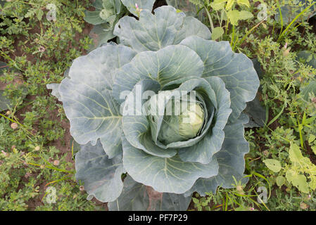 Cavolo verde il colpo da sopra con sfondo verde Foto Stock