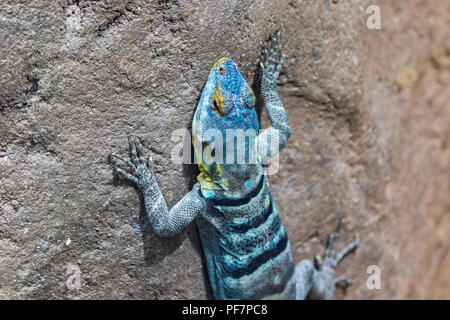 Cape Rock Lizard, Baja Blue Rock Lizard, - Petrosaurus thalassinus, Captive campione Foto Stock