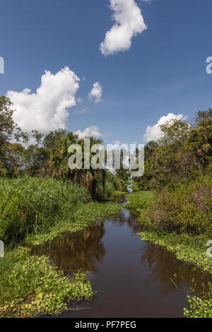 Scenic McDonald Canal nella contea del lago. Florida USA Foto Stock