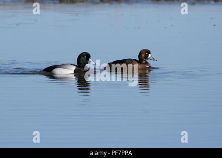 Coppia di maggiore scaup che nuotano lungo il fiume su una soleggiata mattina di primavera Foto Stock