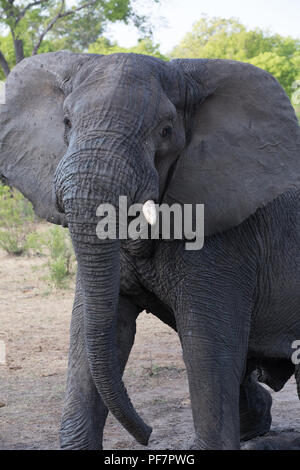 Una grande famiglia di elefante in Africa è attorno a piedi per mangiare e acqua potabile Foto Stock