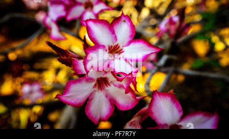 Il bianco e il rosso fiore dell'impala lilly o rosa del deserto del Sud Africa. Foto Stock