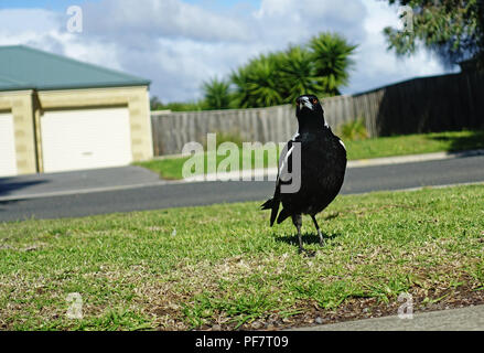 Gazza in Suburbia Foto Stock