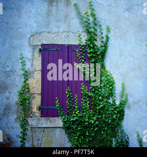 Close-up di un ramo di edera arrampicata su una facciata di colore blu e viola con persiane otturatore. Francia Foto Stock