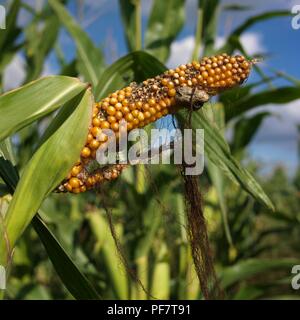 Primo piano di granoturco danneggiato nel campo di mais sotto un cielo blu Foto Stock