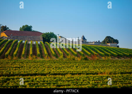 La mattina presto in settembre in un vigneto di Blaye, Bordeaux, Gironde, Francia Foto Stock