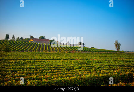 La mattina presto in settembre in un vigneto di Blaye, Bordeaux, Gironde, Francia Foto Stock