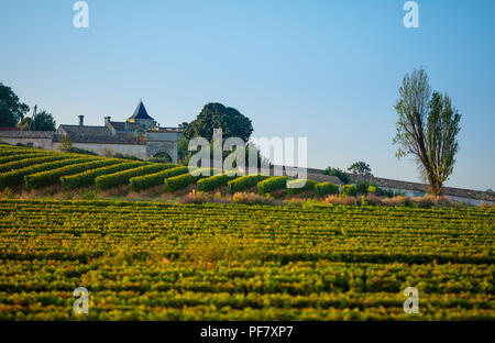 La mattina presto in settembre in un vigneto di Blaye, Bordeaux, Gironde, Francia Foto Stock