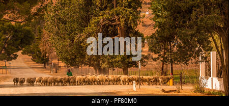 Nieu Bethesda, Sud Africa - un uomo non identificato guida il suo gregge di pecore attraverso le polverose strade di questo piccolo Karoo città Foto Stock