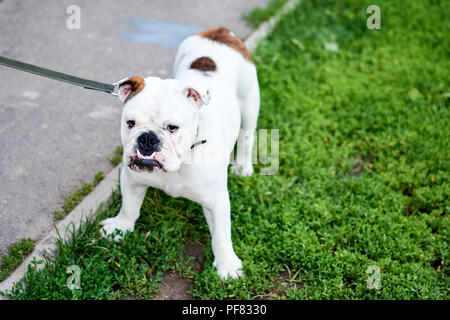 Colpo all'aperto di un adorabile bulldog francese in piedi sull'erba verde. Cucciolo di stand e si mostra i denti. Estate Foto Stock