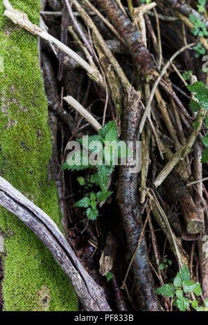 Un albero caduto è diventato mossy sul suolo della foresta con altri arbusti crescente tra i detriti. Foto Stock