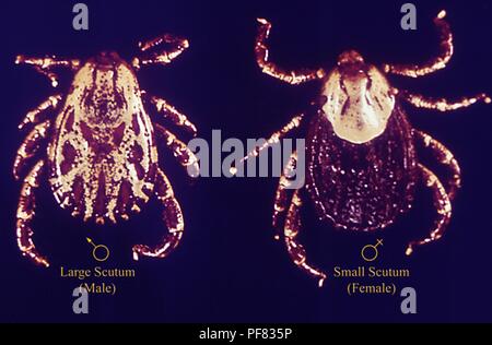 Due Ixodidae american dog tick (Dermacentor coenobita), un maschio è sulla sinistra, una femmina è sulla destra, 1975. Immagine cortesia di centri per il controllo delle malattie (CDC) / Dr Richard Darsie. () Foto Stock