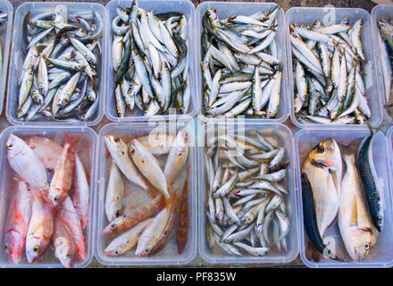 Carni e pesce di mare Foto Stock